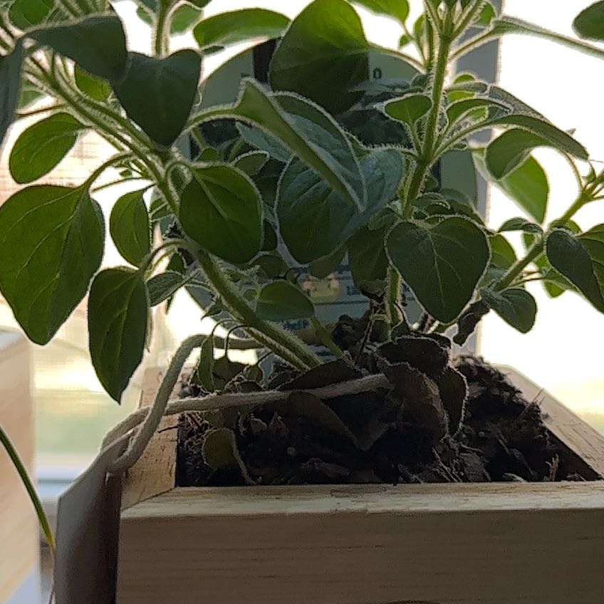 Photo of the plant species Kiwi Fruit by @GenialCosmo94 named Aristotle on Greg, the plant care app