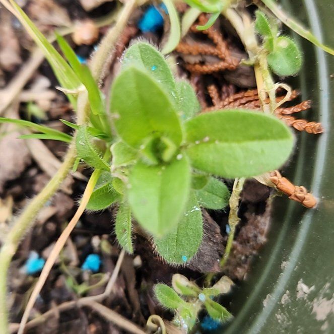 Photo of the plant species Sticky Chickweed by @SirRedrose39 named Messi on Greg, the plant care app