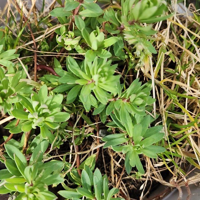 Photo of the plant species Sea Spurge by @SirRedrose39 named Mando on Greg, the plant care app