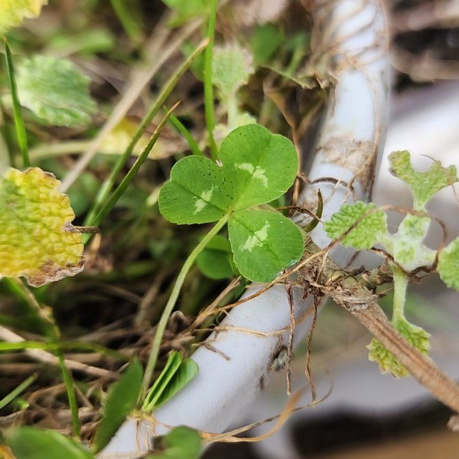 Photo of the plant species European Woodsorrel by @SirRedrose39 named Clooney on Greg, the plant care app