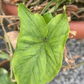 Photo of the plant species Dwarf Voodoo Lily by @LadyOnion45 named Adam on Greg, the plant care app