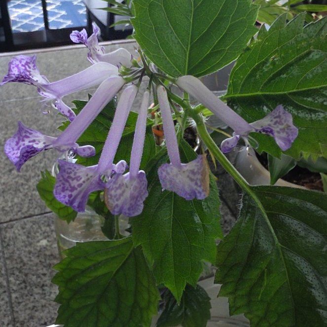Photo of the plant species Plectranthus ecklonii by @AstuteLovevine named Beckham on Greg, the plant care app
