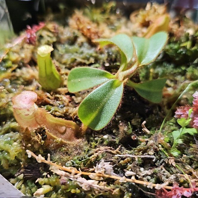 Photo of the plant species Pink Candy Cane Pitcher Plant by @PetPlants named Rihanna on Greg, the plant care app