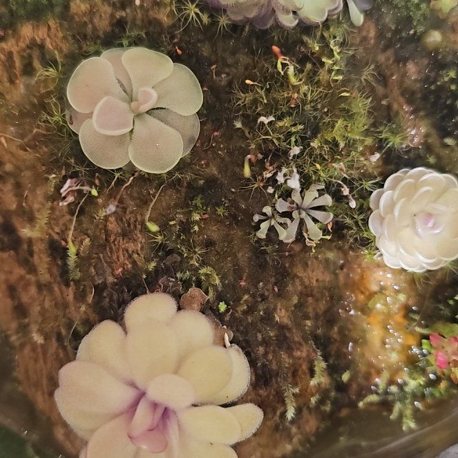 Photo of the plant species Mexican Butterwort by @PetPlants named Sigmund on Greg, the plant care app