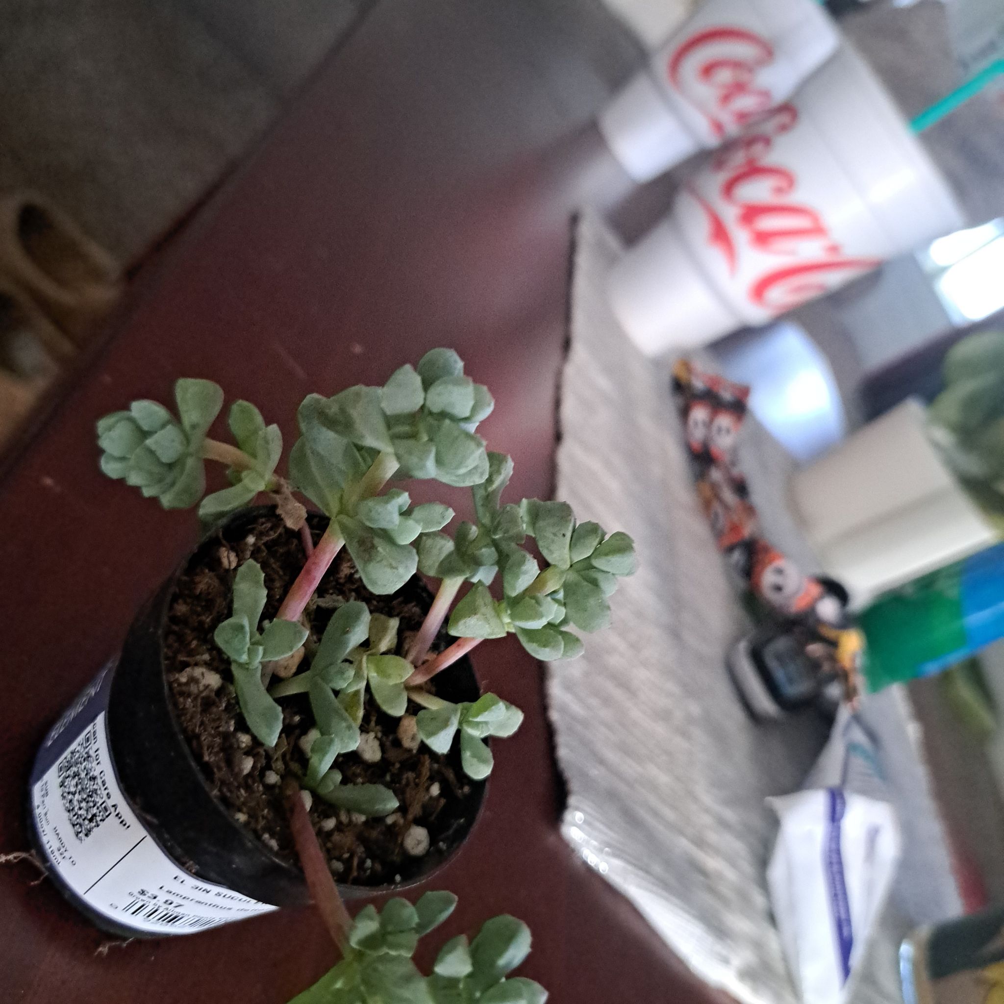 Photo of the plant species Suculent by @FunSkimmia94 named Charlie on Greg, the plant care app