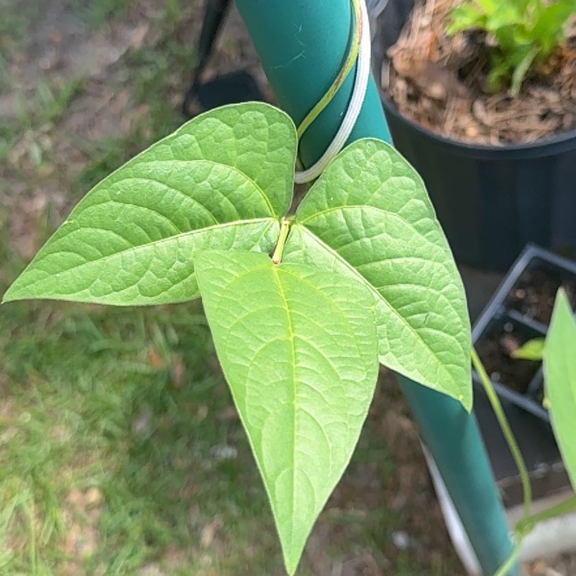 Photo of the plant species Common Bean by @FinestRiberry94 named Harmony on Greg, the plant care app