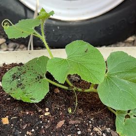 Photo of the plant species Melon by @SoignePincherry named Figyonce on Greg, the plant care app