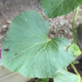 Photo of the plant species Melon by @SoignePincherry named Gaga on Greg, the plant care app