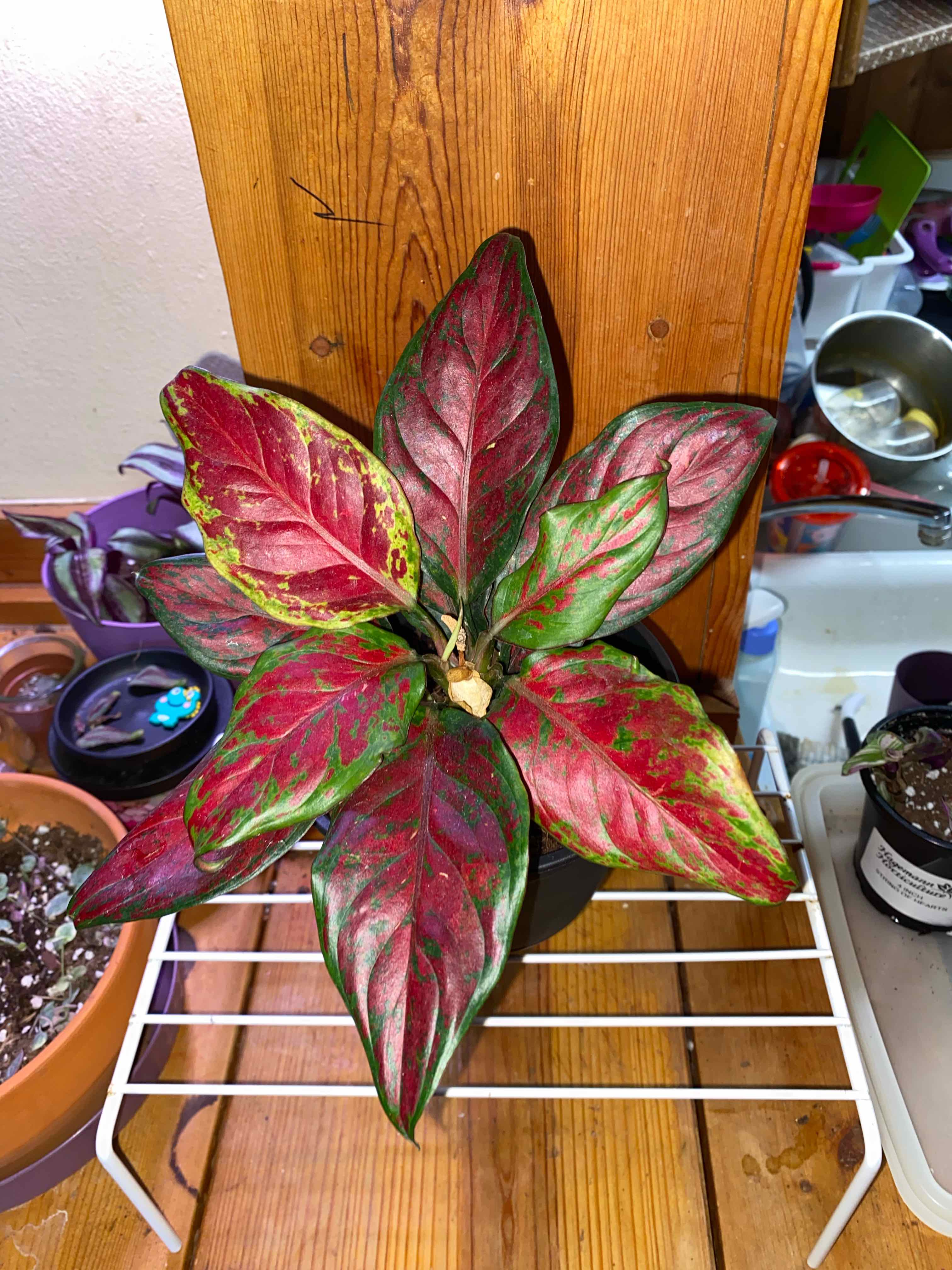 Photo of the plant species Anglaonema Black Maroon by @JoyousRedsky32 named Sigmund on Greg, the plant care app