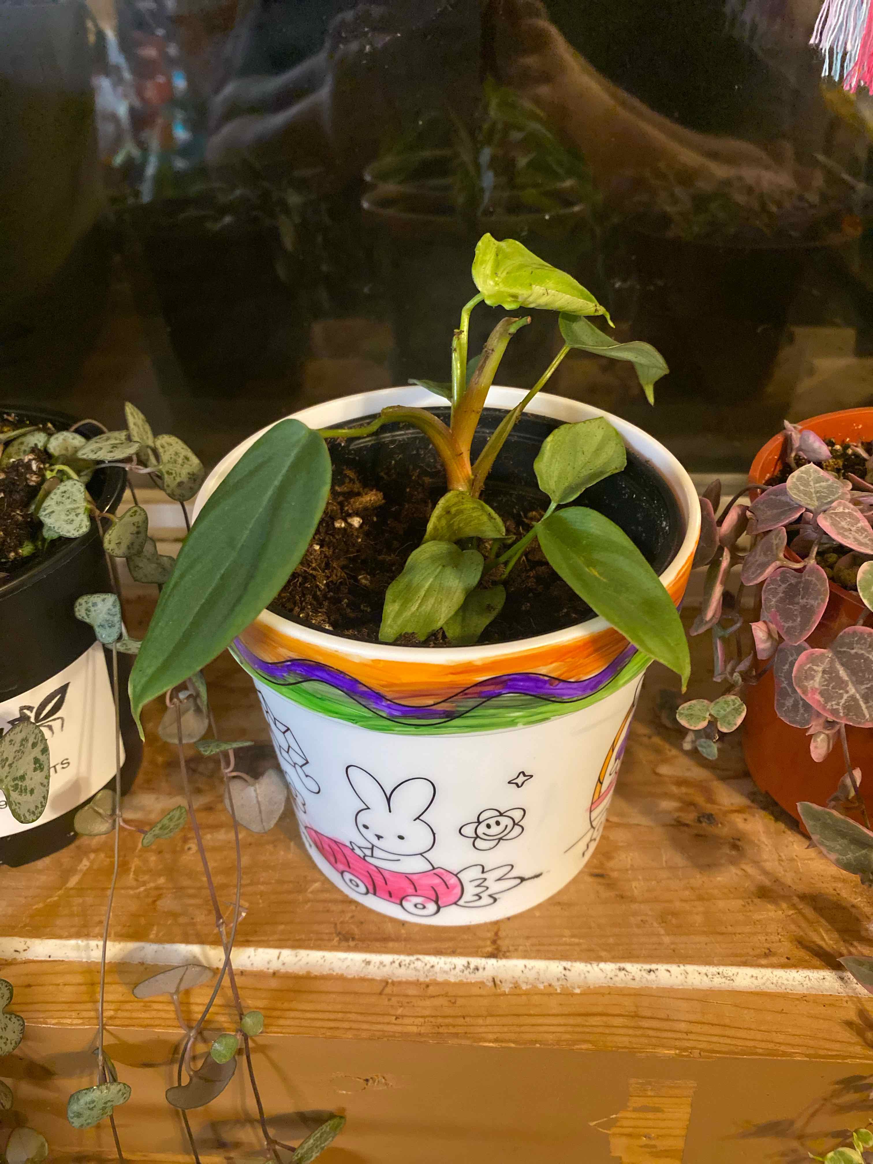 Photo of the plant species Philodendron Fuzzy Petiole by @JoyousRedsky32 named Phil on Greg, the plant care app