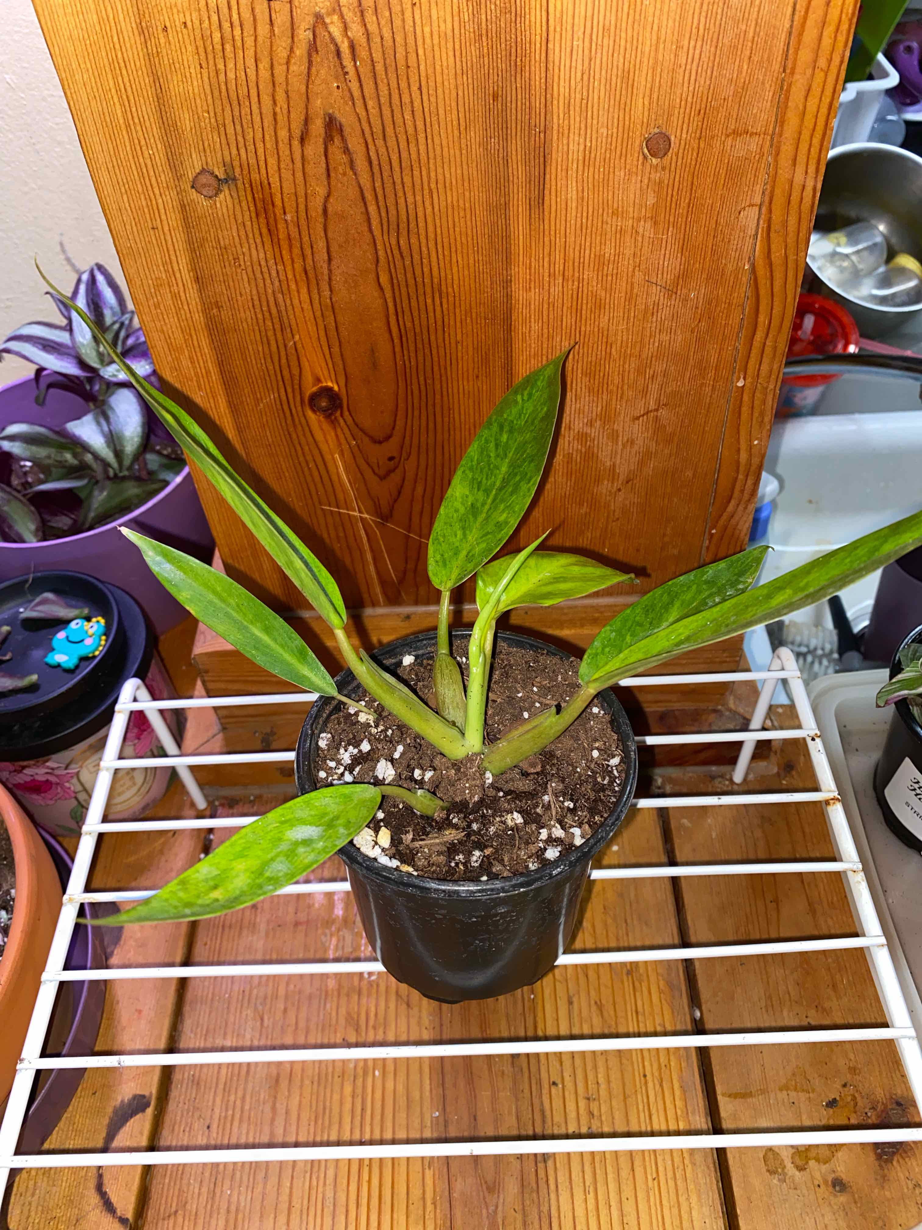 Photo of the plant species Philodendron Calkins Gold by @JoyousRedsky32 named Goldene on Greg, the plant care app