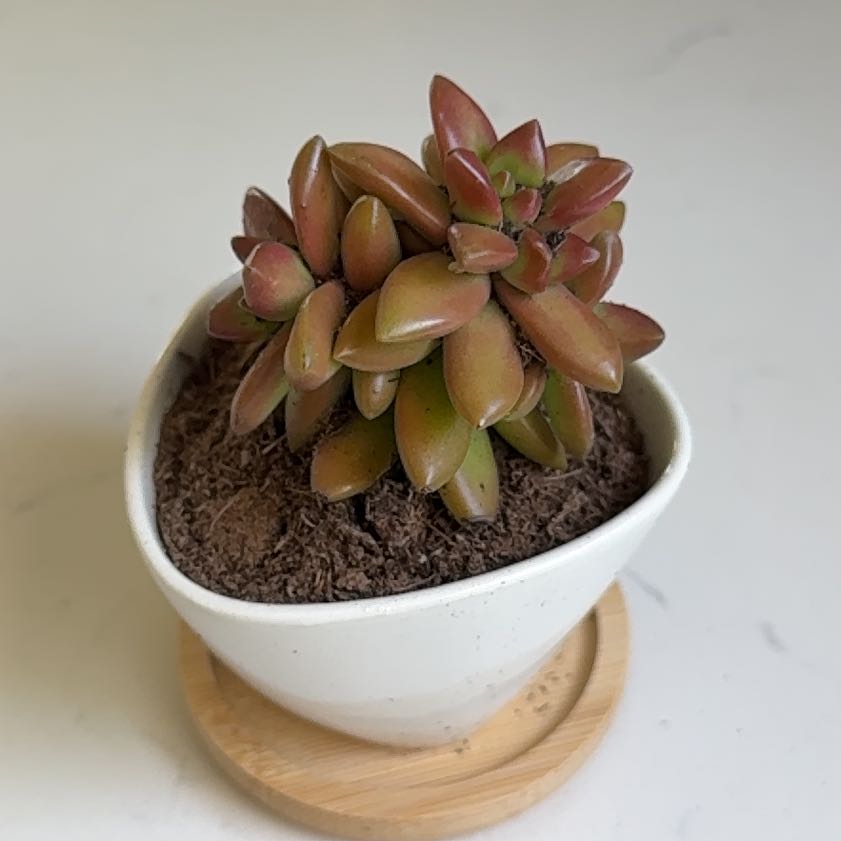 Photo of the plant species Sedum Adolphi by @AvidGerbera15 named LiloStitch on Greg, the plant care app