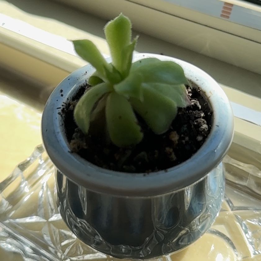 Photo of the plant species butterwort by @AvidGerbera15 named Kobe on Greg, the plant care app