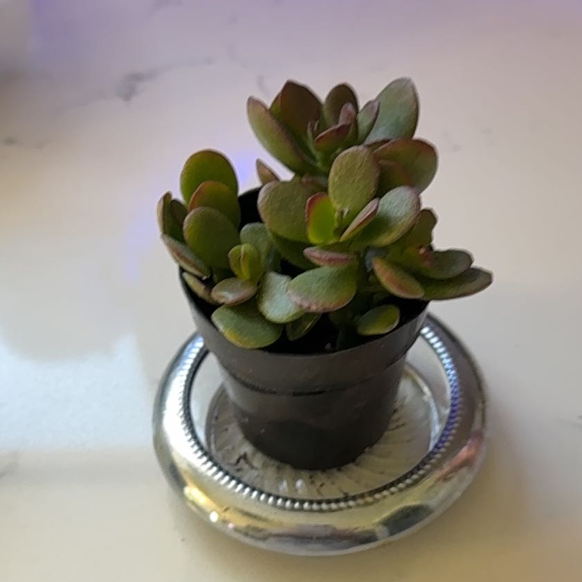 Photo of the plant species Crassula Ovata by @AvidGerbera15 named Peter Parker on Greg, the plant care app