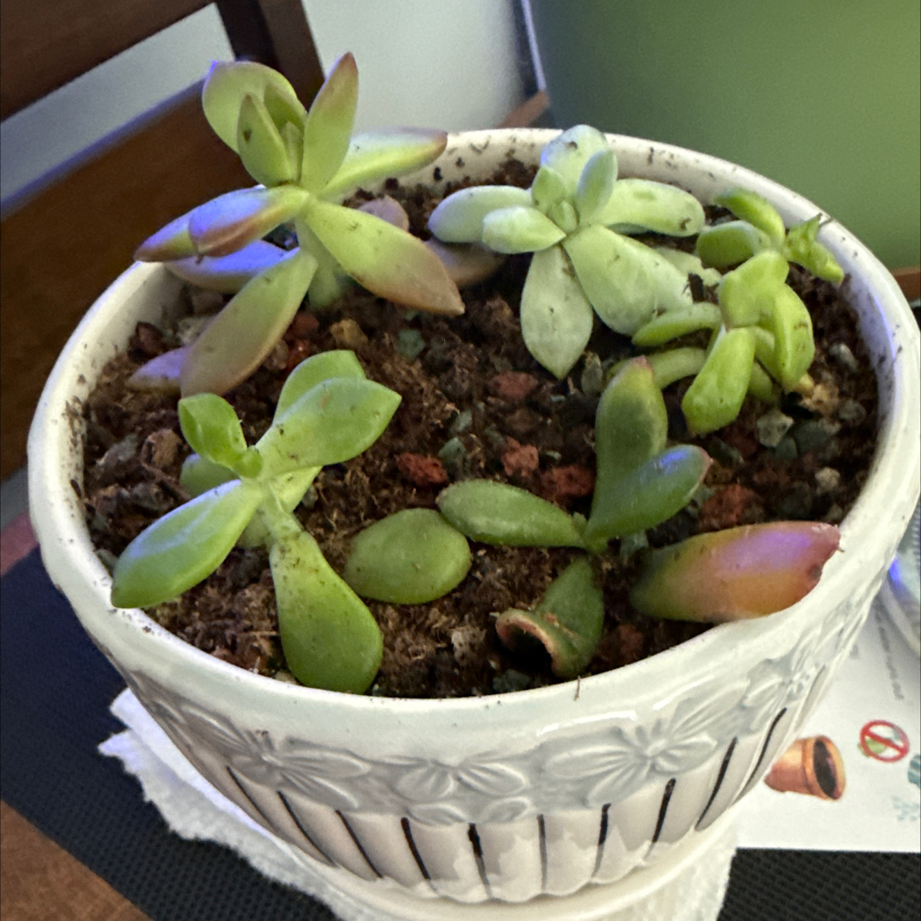 Spike Leaves garden