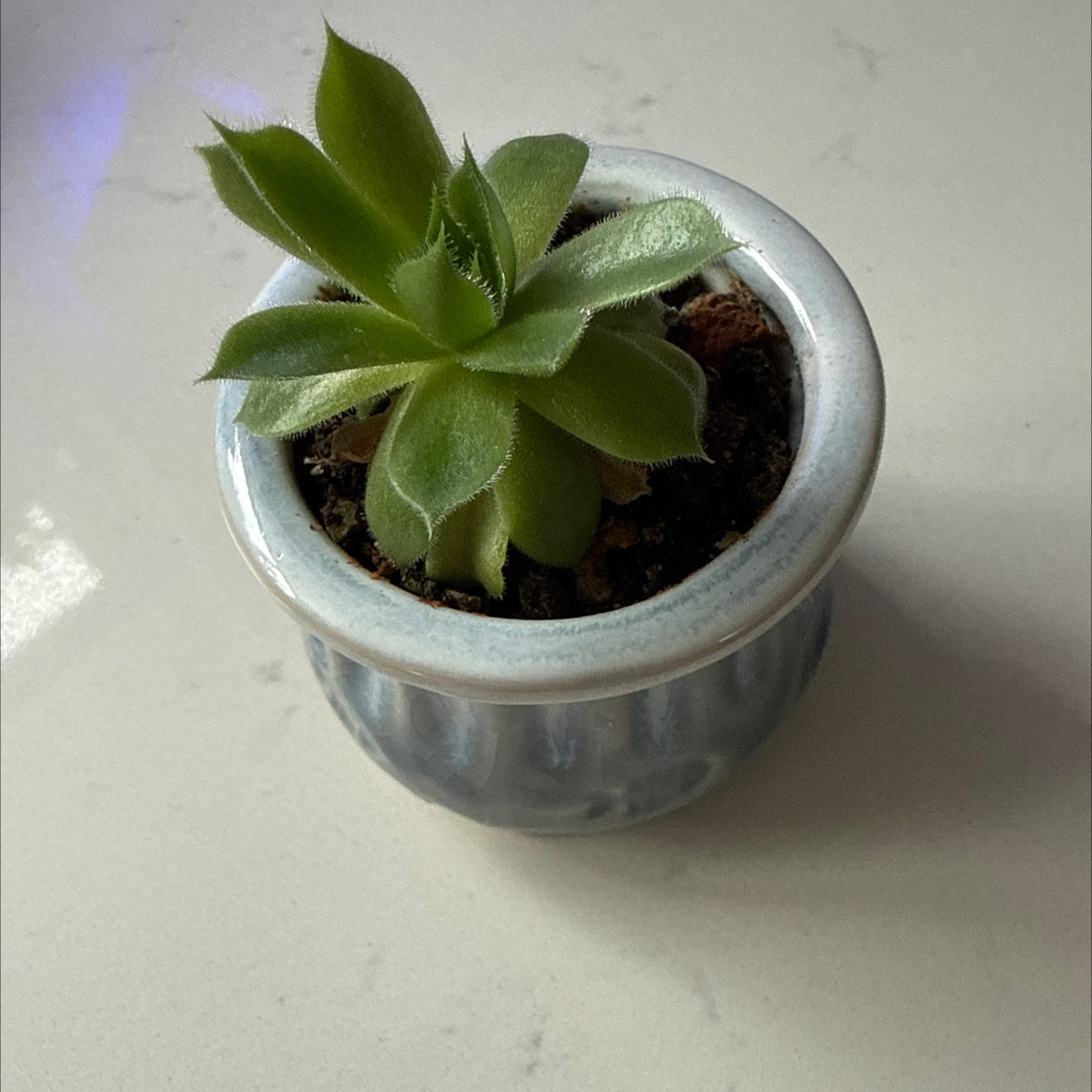 Photo of the plant species butterwort by @AvidGerbera15 named Kobe on Greg, the plant care app