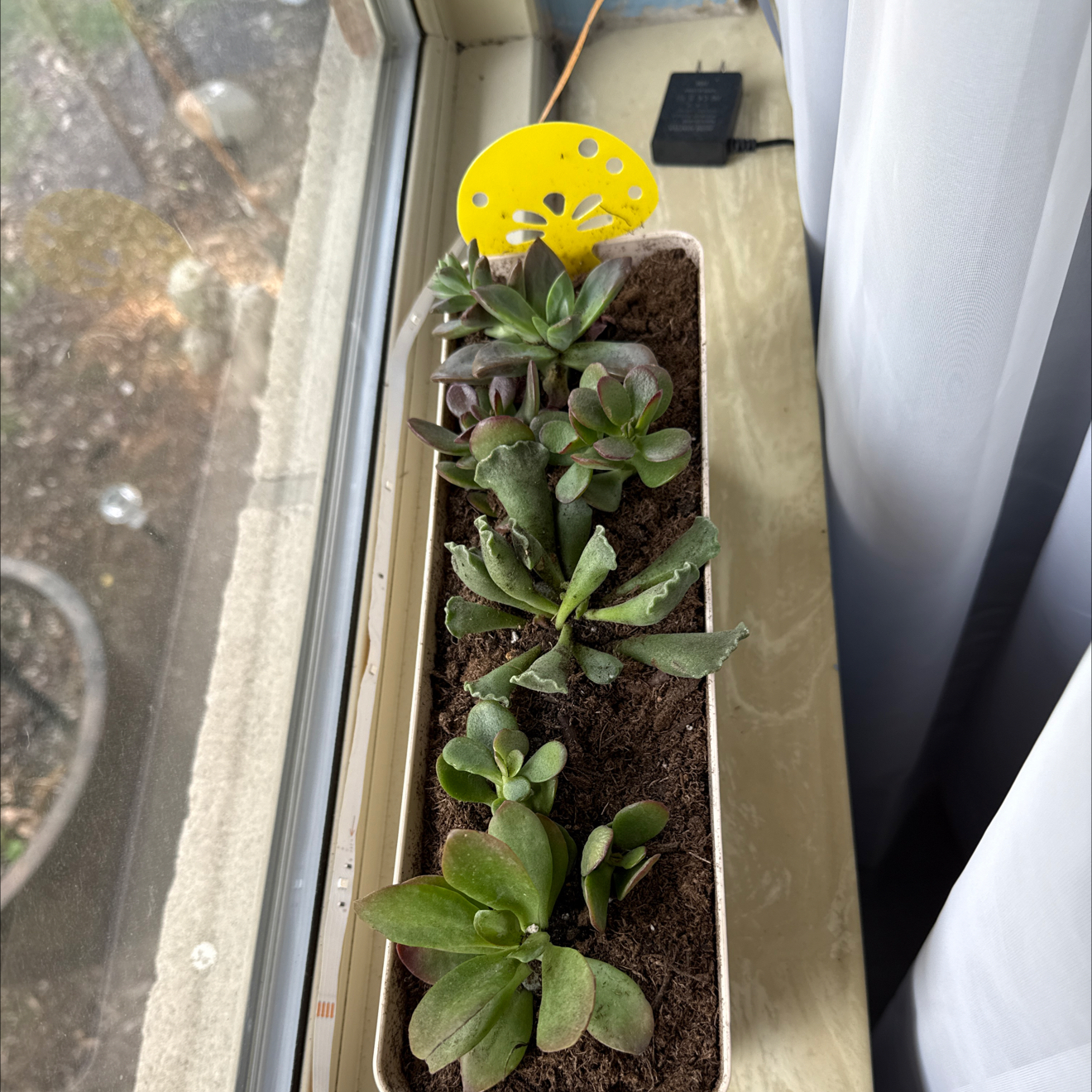 Photo of the plant species Crassula Ovata by @AvidGerbera15 named Peter Parker on Greg, the plant care app