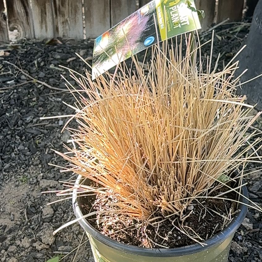 Photo of the plant species Silver Tussock by @TopPlain80 named Leaf Erickson on Greg, the plant care app