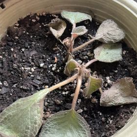 Photo of the plant species Episcia 'Chocolate Soldier' by @SultryRosilla71 named Nithin on Greg, the plant care app