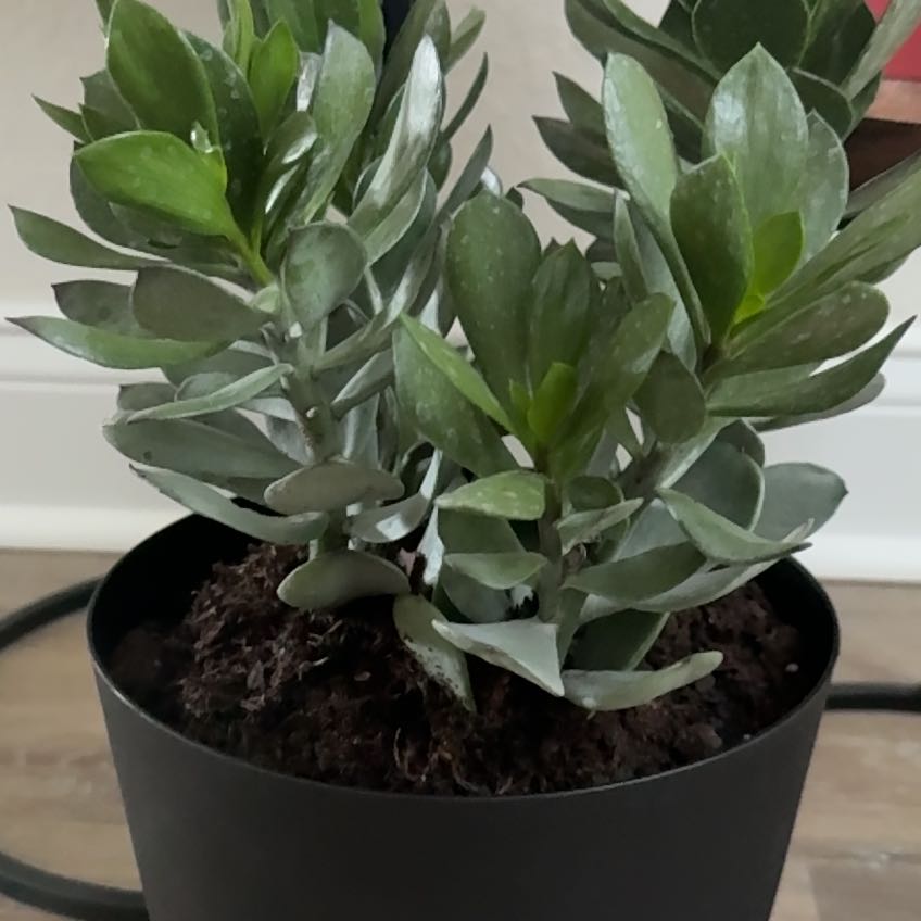 Photo of the plant species Box Holly by @DeftPinebush76 named Sonora on Greg, the plant care app