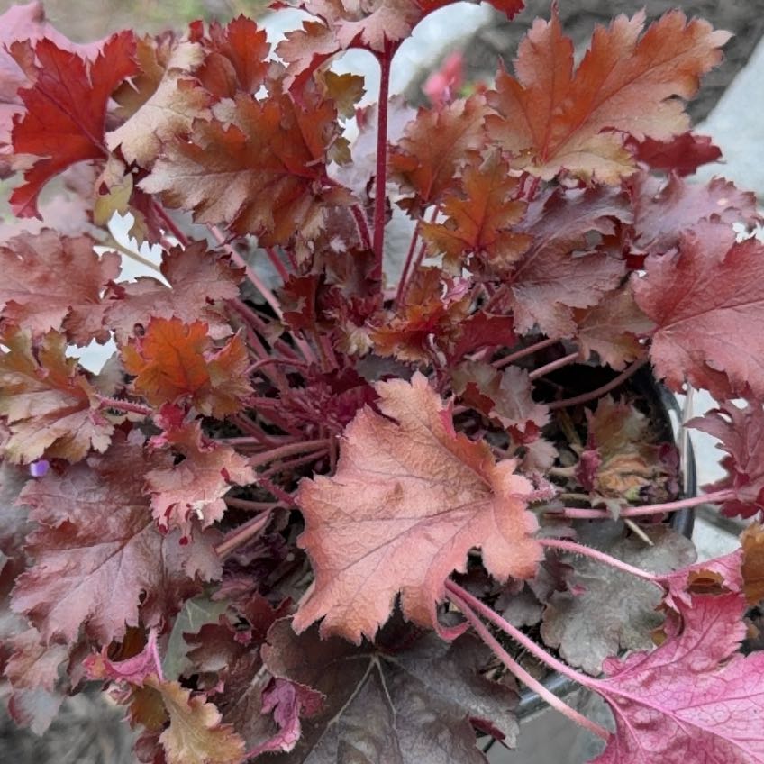 Photo of the plant species Heuchera 'Dolce Cherry Truffles' by @EagerOleander70 named Walt on Greg, the plant care app