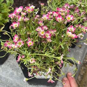 Photo of the plant species Mossy Saxifrage by @EagerOleander70 named Girlfrond on Greg, the plant care app