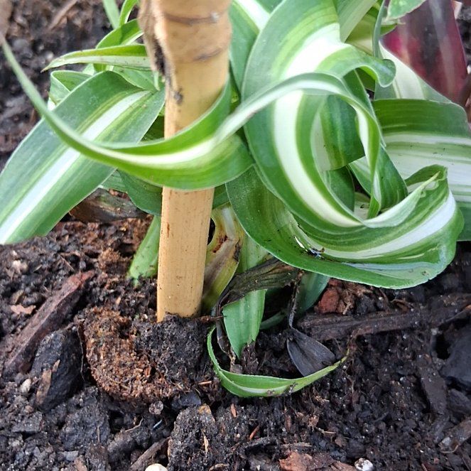 Photo of the plant species Elephant Garlic by @NewZzplant57 named Sol on Greg, the plant care app
