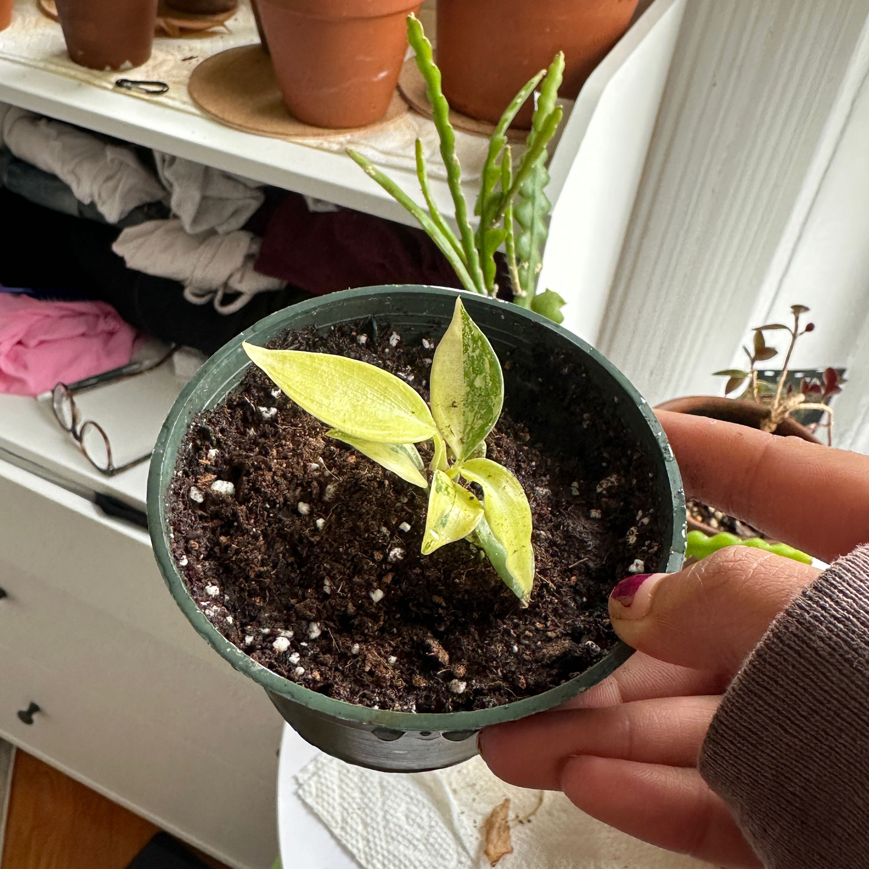 Philodendron 'Florida Beauty' Yellow Leaves