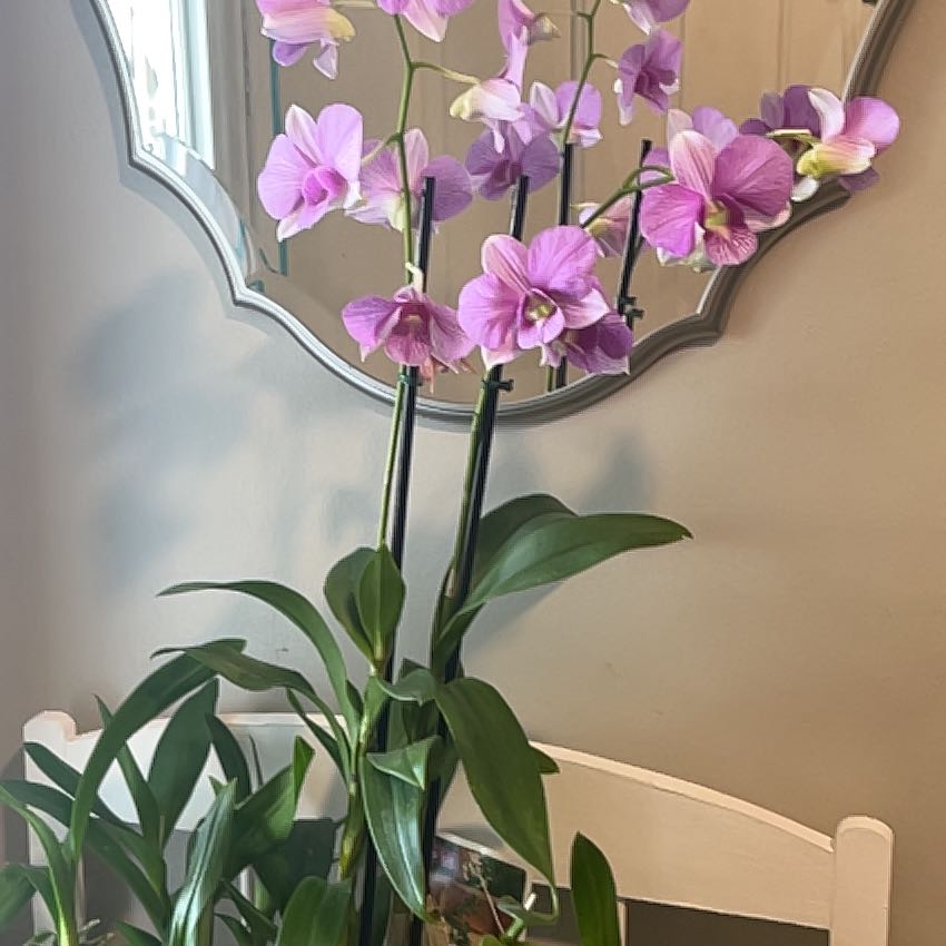 Photo of the plant species Dendrobium Orchid by @FitBagpod89 named Ulysses S Plant on Greg, the plant care app