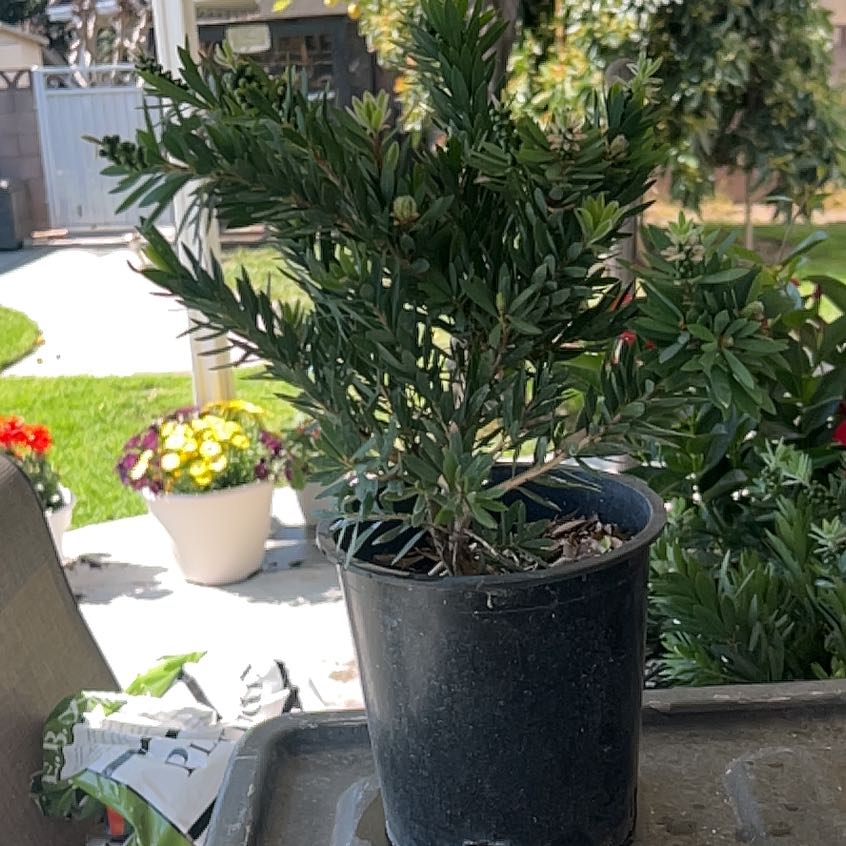Photo of the plant species Callistemon 'Little John' by @PoetDecodon10 named Foxxy on Greg, the plant care app