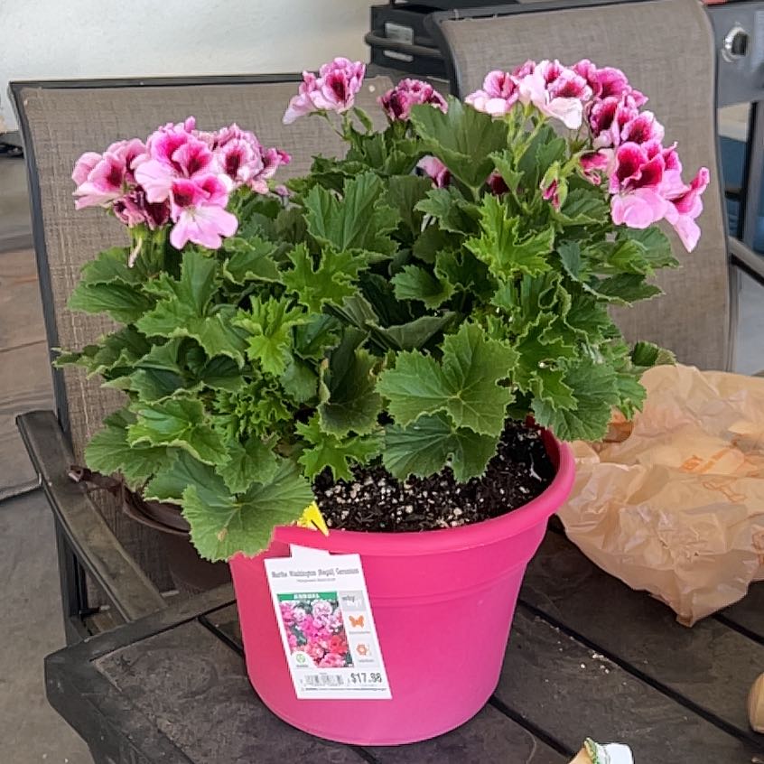 Photo of the plant species Martha Washington Geranium 'Regal Elegance Bravo' by @PoetDecodon10 named Sherlock on Greg, the plant care app