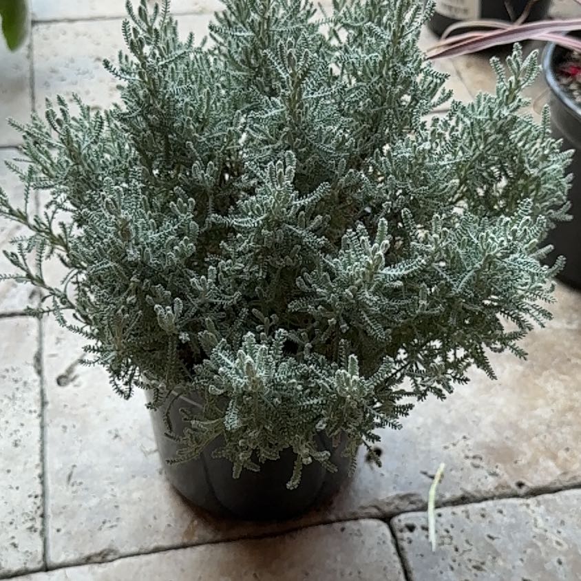 Photo of the plant species Cotton Lavender by @AmiableMaypop28 named Huckleberry Fern on Greg, the plant care app