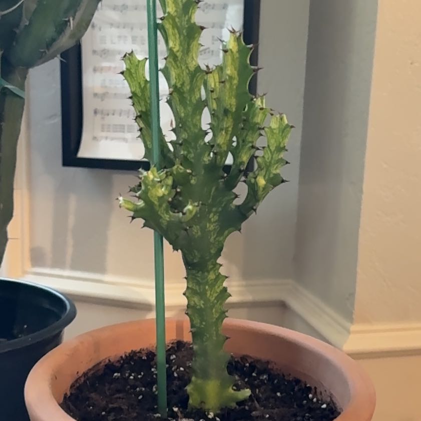 Photo of the plant species Variegated African Milk Bush by @AmiableMaypop28 named Emerson on Greg, the plant care app
