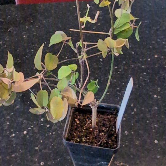 Photo of the plant species Chocolate Vine by @BeefyEspostoa34 named Chocolate vine on Greg, the plant care app