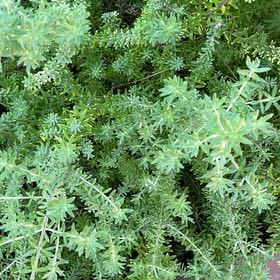 Photo of the plant species Coastal Rosemary by @CarefreeFuscia named Navajo on Greg, the plant care app