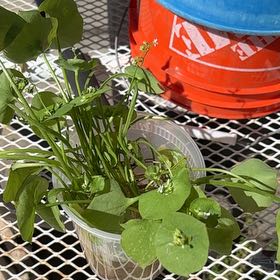 Photo of the plant species Streambank Springbeauty by @BubblyFlaxsilk named Captain Plant-it on Greg, the plant care app
