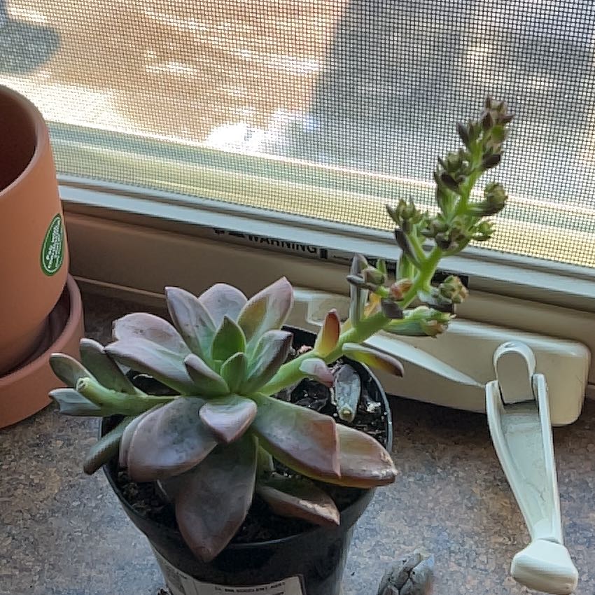 Photo of the plant species Echeveria 'Licorice' by @PreciseSeaaster named Athena on Greg, the plant care app