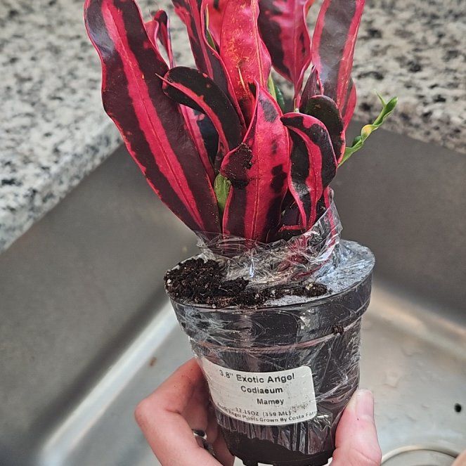 Photo of the plant species Exotic Angel Plant by @YernSunstar4 named Darth Mal on Greg, the plant care app