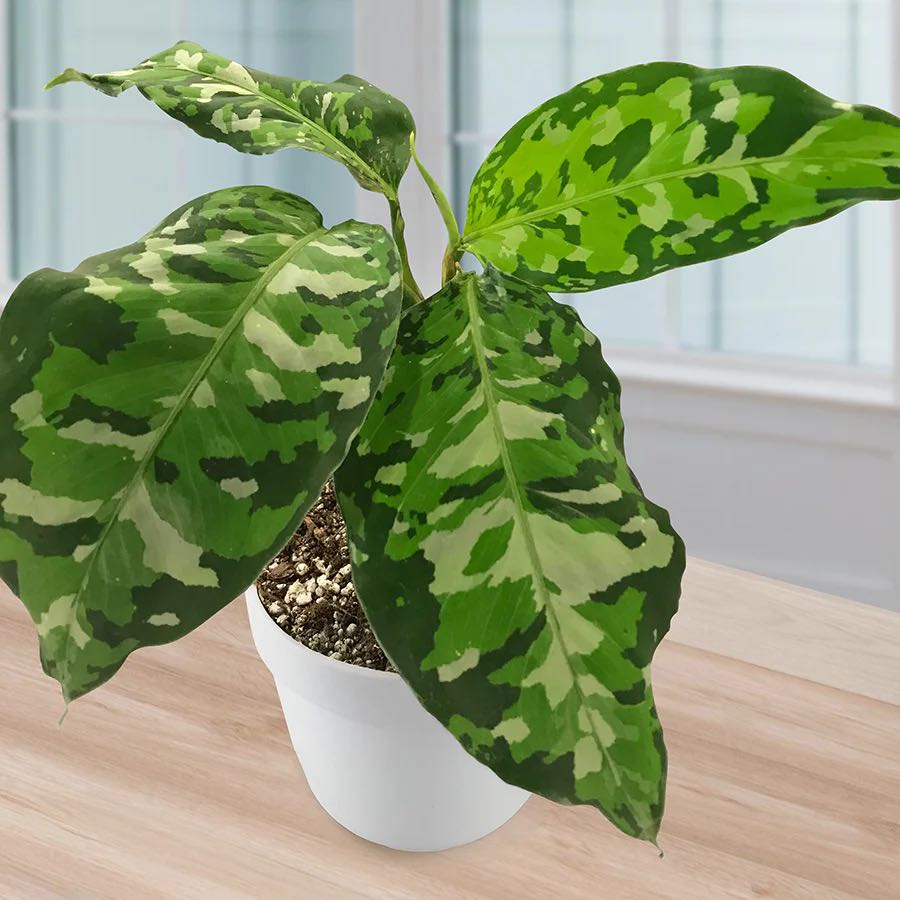Photo of the plant species Aglaonema 'Camouflage' by @ChildlikeAlbo96 named Orlando Bloom on Greg, the plant care app