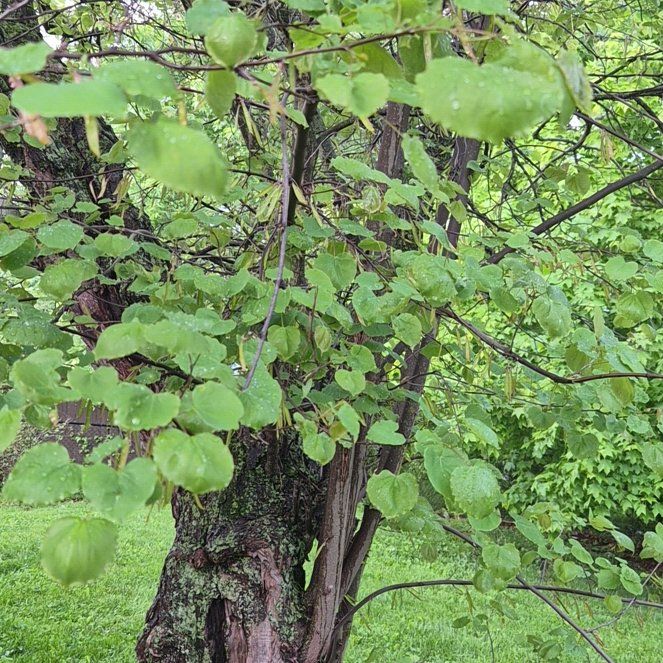 Photo of the plant species Texas Redbud by @LikelyAcajou64 named Luna on Greg, the plant care app
