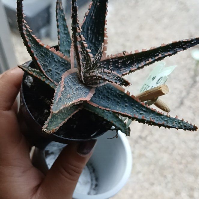 Photo of the plant species Pink Blush Aloe by @PurelyHope27 named Madonna on Greg, the plant care app