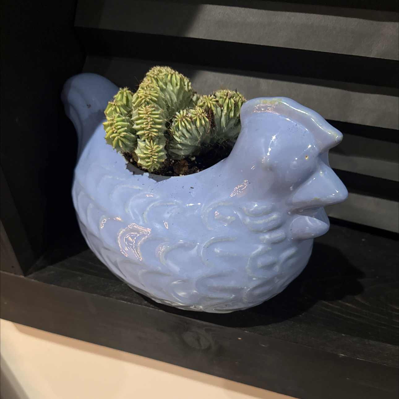 Photo of the plant species Myrtillocactus Crest 'Indigo wave' by @ValidBushhoya33 named Lord Spineston I on Greg, the plant care app