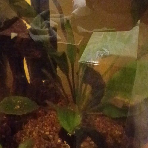Photo of the plant species Amazon Sword by @VipBagpod62 named Curie on Greg, the plant care app