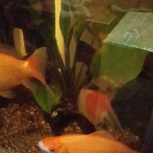 Photo of the plant species Anubias by @VipBagpod62 named Cleopatra on Greg, the plant care app