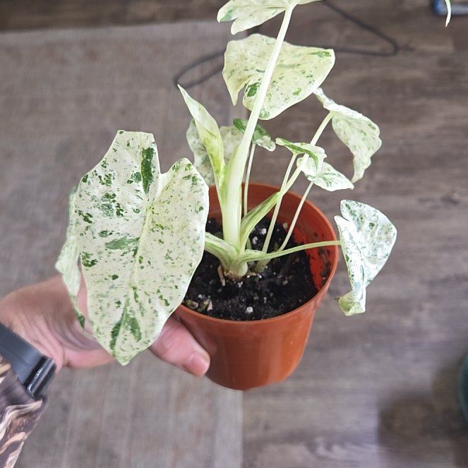 Photo of the plant species Alocasia Batik 'Blizzard' by @MasterTauhinu named Anne on Greg, the plant care app