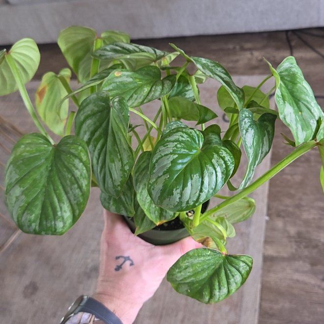 Photo of the plant species Philodendron 'Silver Cloud' by @MasterTauhinu named Fernie Mercury on Greg, the plant care app