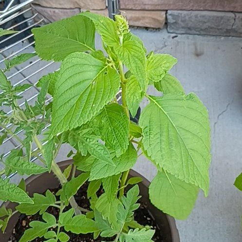 Photo of the plant species Chia by @jneill named Mochi on Greg, the plant care app