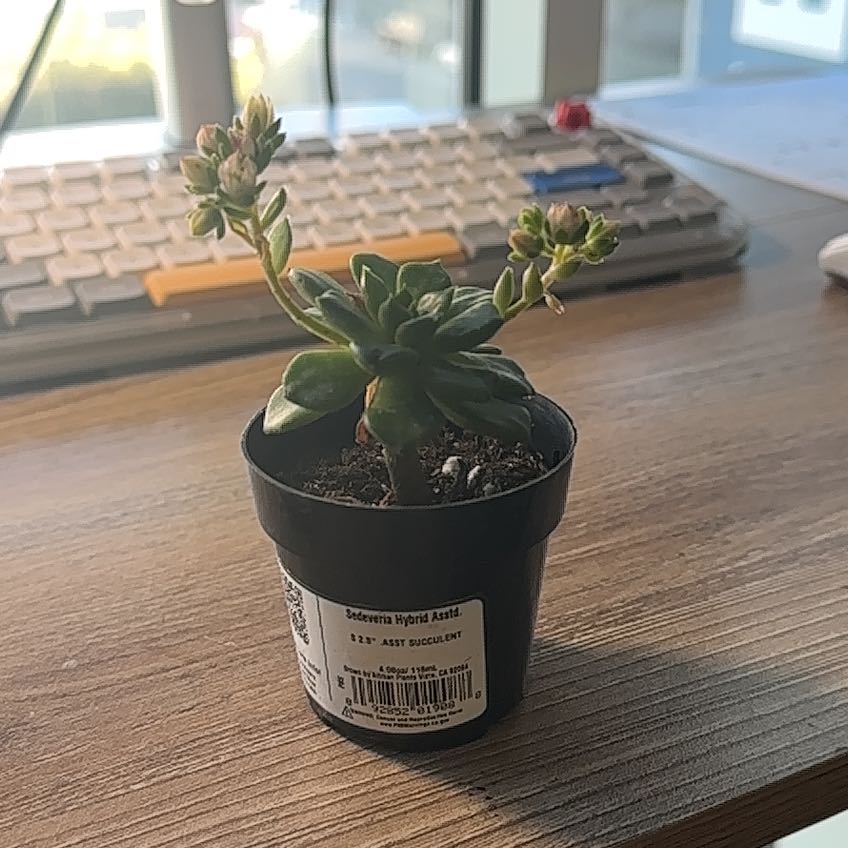 Photo of the plant species Sedeveria spp. by @BusyShadscale8 named Foxxy on Greg, the plant care app