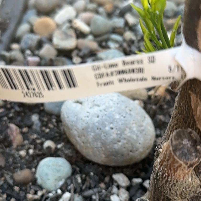 Photo of the plant species Field Horsetail by @EssentialTawa20 named Denali on Greg, the plant care app
