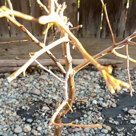 Photo of the plant species Japanese Creeper by @EssentialTawa20 named Eva on Greg, the plant care app